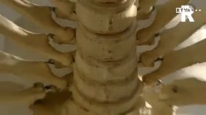 Natuurhistorisch museum ontdekt reuzenpotvis