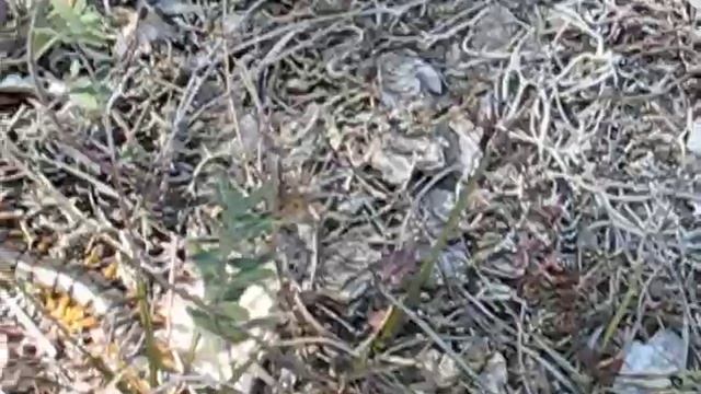 сколопендра у хаттаба смотреть онлайн