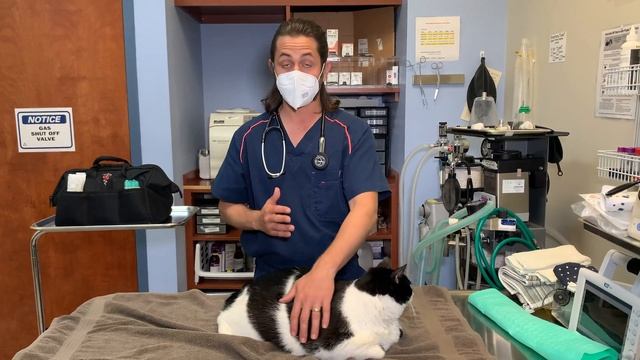 Megacolon In Cats | Extreme Constipation