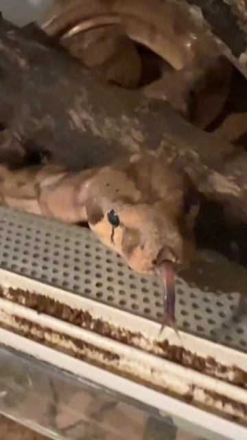 Че жрать дают?#shortvideo #москва #zoolife #экзотика #zooanimals #зверьёмоё #zoo #змея #удав #гулят смотреть онлайн