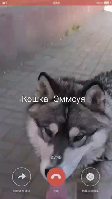 💕Кошка Эммсуся и Хаски Снежок разговаривают💕/Прикол 😂 #shorts смотреть онлайн