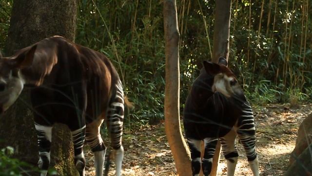 Okapi Calf at the Bronx Zoo смотреть онлайн