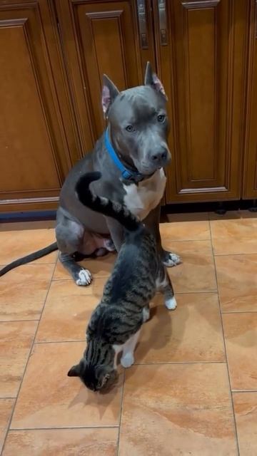 📞+7 918 392-75-20 Продаются щенки 🐶 Американский питбультерьер. Питомник "Blue Cristal" 📍 Краснодар смотреть онлайн