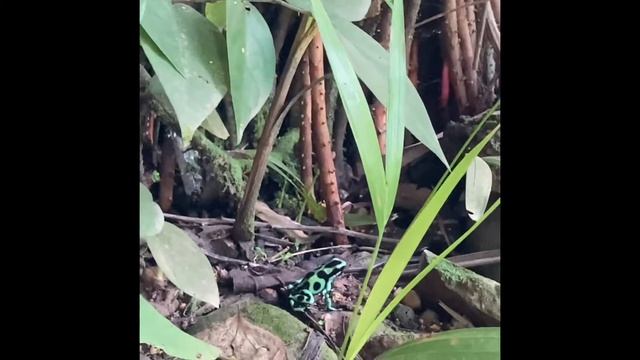 Green spotted poison dart frog смотреть онлайн