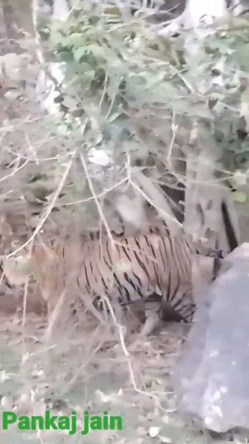 mail tiger#wildlifephotography #worldwildlife #india #photographer #rajasthan#worldwild #today смотреть онлайн