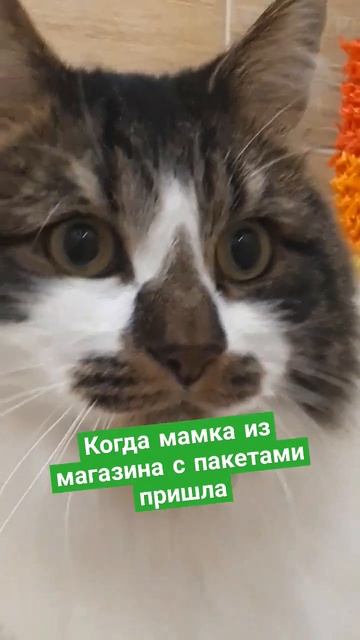и ничего тебе не принесла😾 #кот #cats #funnycat #кошки #cutecat #шортс #шортсы смотреть онлайн
