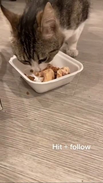 Salmon For My Cat смотреть онлайн