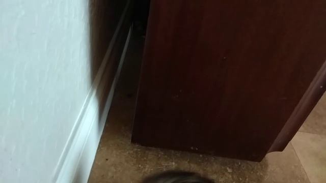 Хорьки проснулись, решили побеситься смотреть онлайн