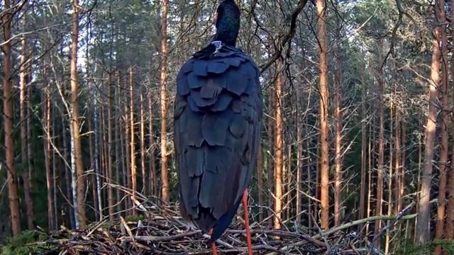 Гнездо чёрного аиста 2018 04 08. 17 49 смотреть онлайн