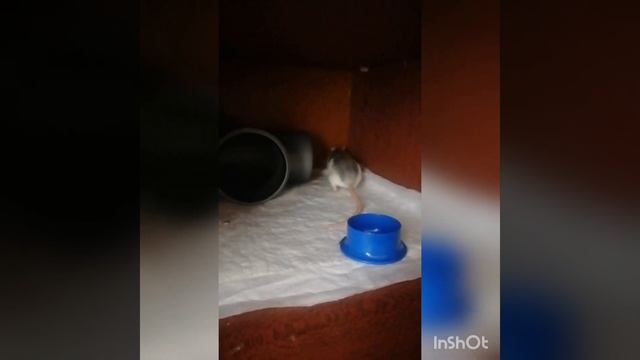 сделала выгульную зону для крыс. 🥺🐁🐀 смотреть онлайн