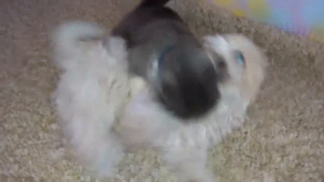 Кот убийца смотреть онлайн