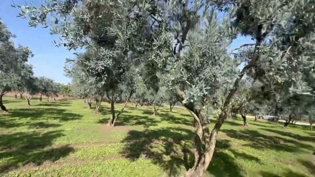 Zeytin hasadımız #zeytin #zeytinağacı #olive #hasat #hasatzamanı #harvesttime #bitkibesleme #tarım смотреть онлайн