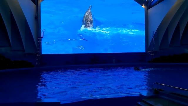 Приморский океанариум Дельфинарий Дельфины 19 смотреть онлайн