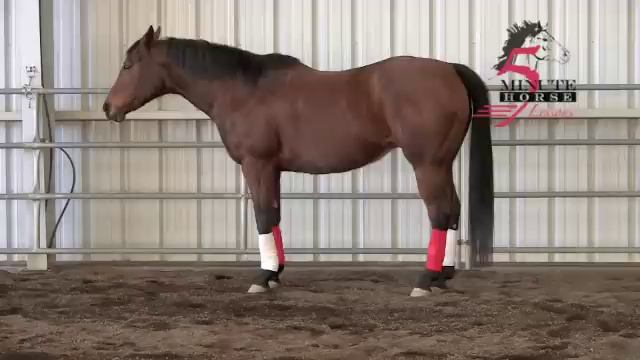 Horse Gaits -- Footfall: Emphasis on the Diagonal смотреть онлайн