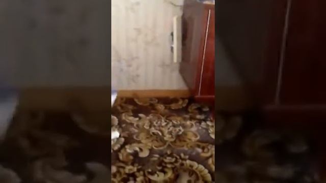 Приколы Кот ВК.Кот отомстил хозяину смотреть онлайн