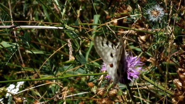 Parnassius apollo, Serbia смотреть онлайн