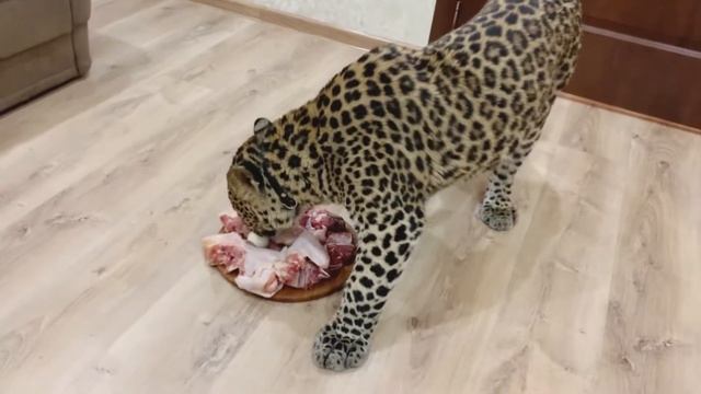 ягуар диету смотреть онлайн