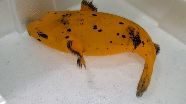 Golden Puffer $649 - Maldives смотреть онлайн