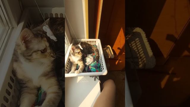 Играю со своей кошкой •С бантиком• смотреть онлайн