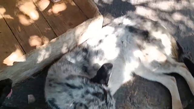 Тбилиси 🇬🇪 Грузия Приют Тамаза Элизбарашвили 🐕 💌 🍀 🙏 Paypal : Elizbarashvilidog@yahoo.com смотреть онлайн