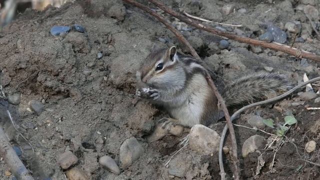 Весенний бурундук смотреть онлайн
