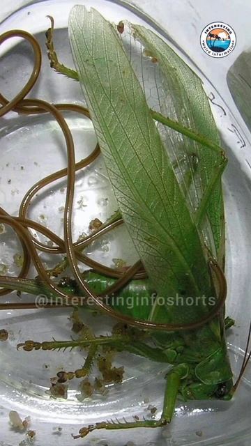 The strange life of horsehair worms #shorts #generalknowledge #worms смотреть онлайн