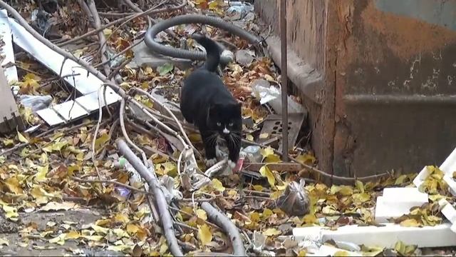 Коты, собаки, Астрахань смотреть онлайн