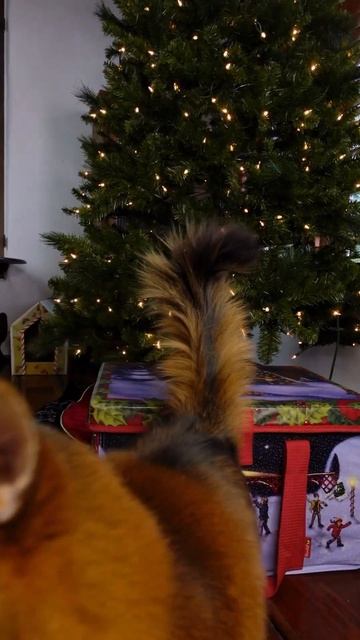 Expert Verdict: Trader Joe's Turkey Recipe Cat and Dog Treats Reviewed by Summer #cats #traderjoes смотреть онлайн