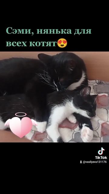 Смешные котики 😺. Помощь бездомным животным. Минск #кот смотреть онлайн