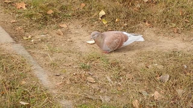 Голубь кушает . смотреть онлайн