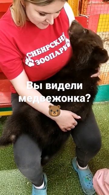 Кто видел медведя вообще? скажите#животные #зоопарк#медведь#shorts смотреть онлайн