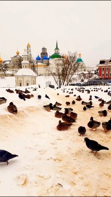 Сергиев-Посад Троице-Сергиева Лавра. утки не улетели на зиму, наверное не знают куда лететь смотреть онлайн