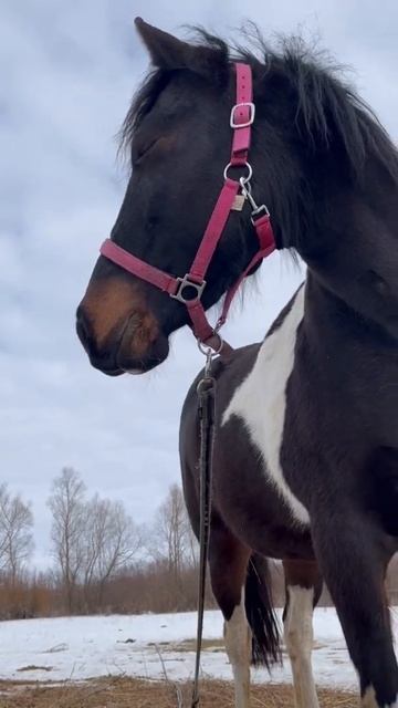 #shorts #horse #лошади смотреть онлайн