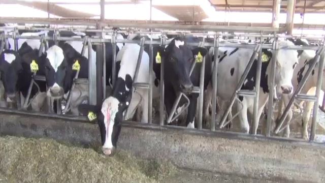 Dairyman EJ DeJong Discusses Helpful New Technology on his Dairy смотреть онлайн