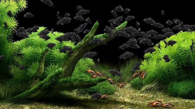 60min Relaxing Aquarium TV Screensaver Tropheus Duboisi White Spotted Cichlid смотреть онлайн