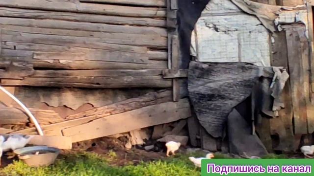 Утка радует прижилась отлично!!! смотреть онлайн