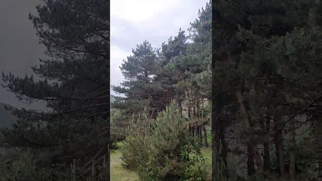 Хрюгский лес смотреть онлайн