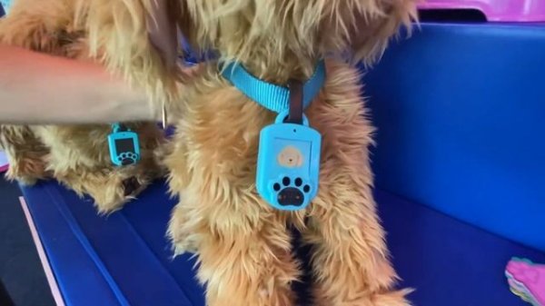 My Fuzzy Friends Moji - Sky Rocket Toys - Sweet Suite 2022