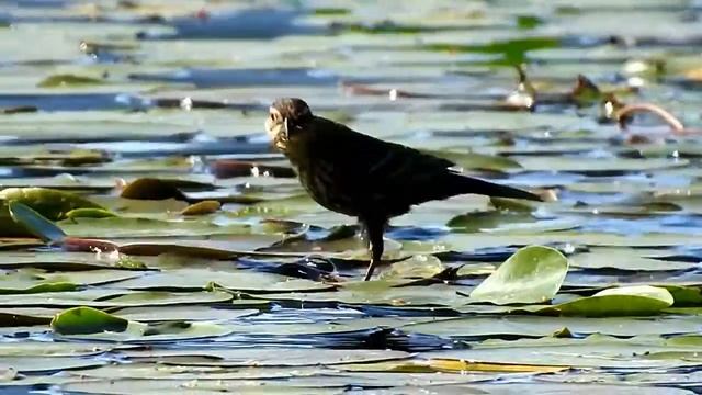 Red winged blackbird female Agelaius phoeniceus 红翅黑鹂 5 28 18 Cranberry Lake смотреть онлайн