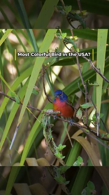 Americas Most Colorful? смотреть онлайн