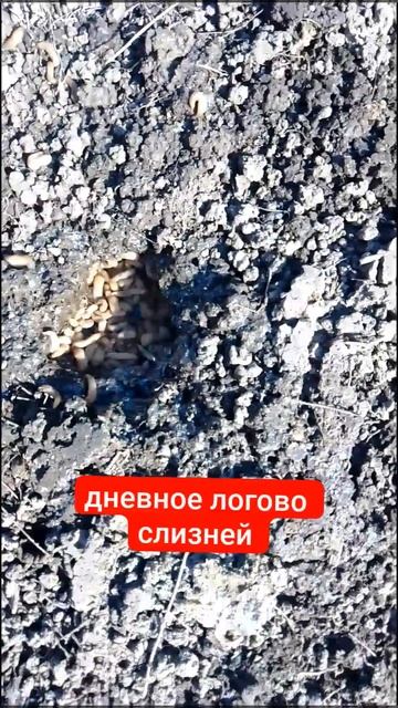 логово слизней #вредители #слизни #огород #дача #сад #лето #мульчирование #деревенскаяжизнь смотреть онлайн