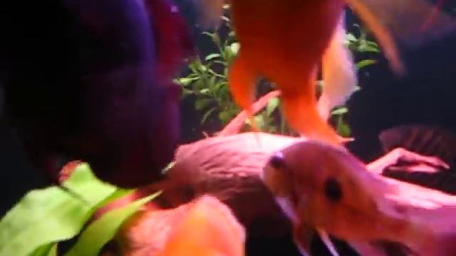 MVI_7661[1].AVI смотреть онлайн