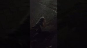 как собаки переходят дорогу -my dog cross the road