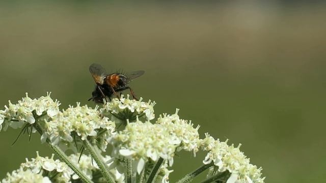 Tachina magnicornis смотреть онлайн