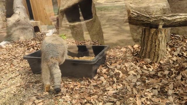 マヌルネコのロータス。トイレ中もキリッ！😼埼玉県こども動物自然公園 смотреть онлайн