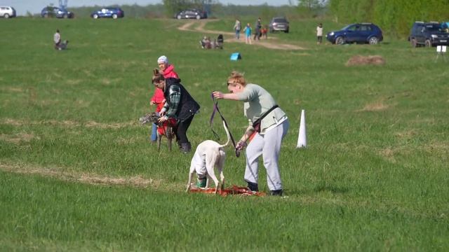 Грейхаунд RUSSKIY VETER DAKOTA (к) и РУССКИЙ ВЕТЕР ЖГУЧАЯ БЛОНДИНКА (б)