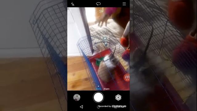 Капець дикий кролик смотреть онлайн