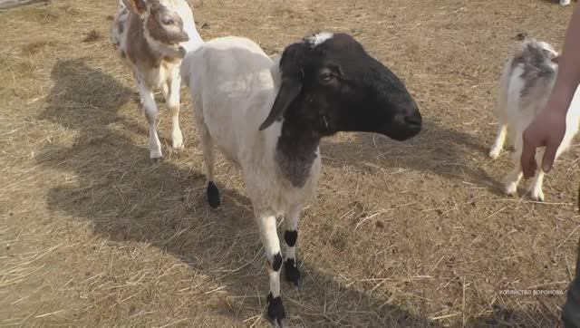На Эко-ферме. Часть 9. Баран Калмыцкий смотреть онлайн