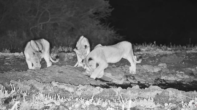 Lion Family at Ol Donyo смотреть онлайн