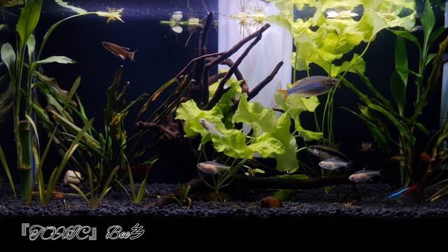 Beginners Planted Aquarium | Aqua Scape | Fresh Water | Fishes смотреть онлайн